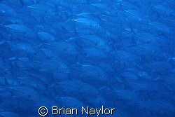 A wall of travelly by Brian Naylor 